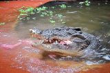 Turista fica “preso” por crocodilo durante duas semanas na Austrália