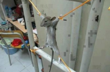 rato-torturado