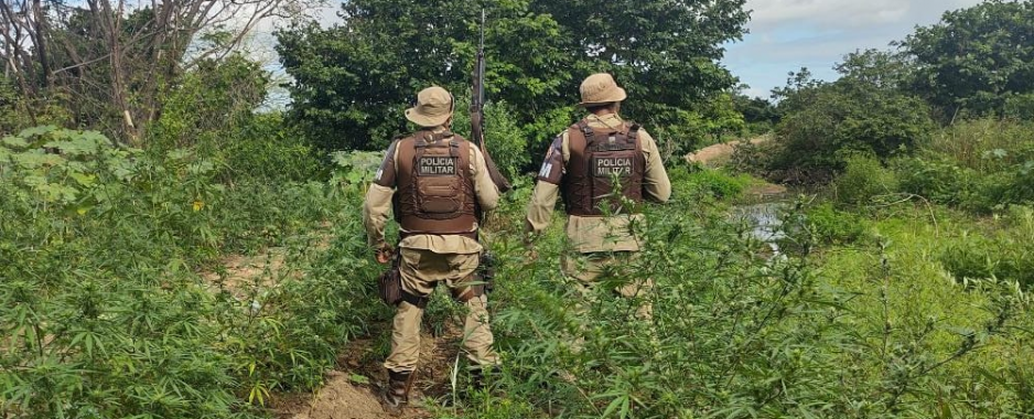 Polícia Militar erradica 4.700 pés de maconha Curaçá