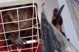 Macaco que viralizou na internet amolando faca e lavando roupa é capturado no Piauí