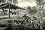 A história dos 1,7 mil galegos que foram para Cuba atrás de fortuna e acabaram escravizados