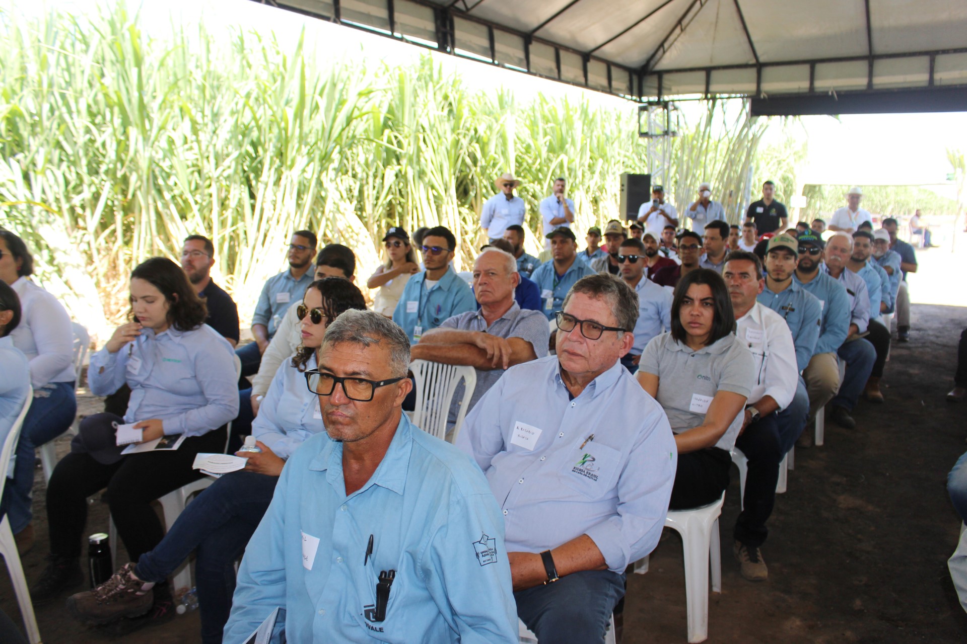 Ufal E Agrovale Desenvolvem Cultivar Resistente Ao Fungo Do Carv O Da