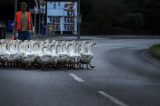 Gansos ‘organizados’ atravessam rua na Alemanha