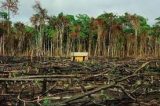 Agricultores familiares e assentados poderão financiar recuperação de áreas florestais