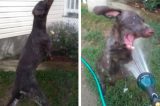 Cachorro parece ‘voar’ ao tentar abocanhar jato de água em vídeo