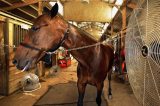 Cavalo ganha ventiladores para encarar calor nos EUA
