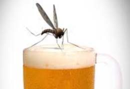 mosquito-cerveja