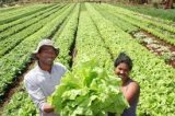 CONAB libera R$ 7,2 milhões para produtores