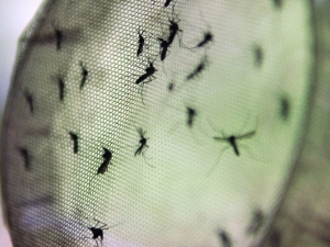 dengue-mosquitos