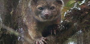 olinguito