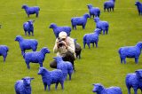 Ovelhas azuis