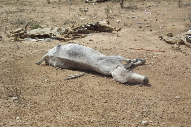 Enquanto eles fazem campanha para 2014, cresce o numero de animais mortos