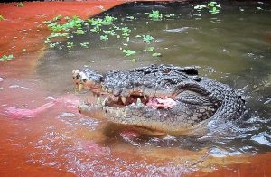 crocodilo-gigante