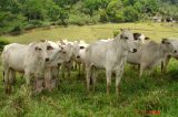 Indonésia vai comprar 1 milhão de hectares na Austrália para criação de gado