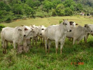 gado-pasto