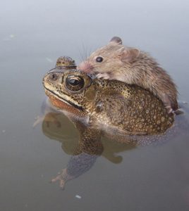 Helping Frog And Rat In Small Pond