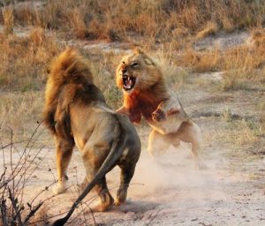 Fighting Lions In Cheetah Plains