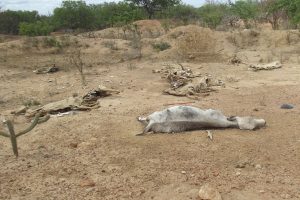 Cemitérios de animais começam a se formarem