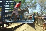 Parque Ecológico de Proteção ao Jumento já abriga animais para que mortes sejam evitadas nas rodovias da região de Petrolina