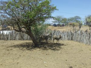 JUMENTOS NA AREA ONDE TERAO AGUA PARA BEBER E COMIDA PARA SE ALIMENTAR