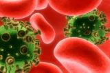 Vacina brasileira anti-HIV começa a ser testada em macacos