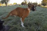 Boxer amputado aprende a correr com duas pernas