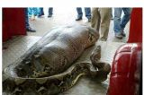 Imagem de cobra com a ‘barriga’ bem cheia causa furor na web