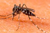 Sr. Bonfim, Campo Formoso e Jacobina entre os municípios baianos com alto risco de dengue