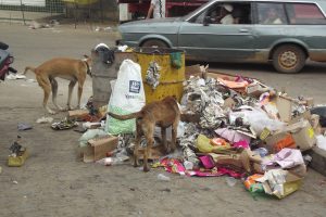 Devido a sujeira há uma infestação de ratos e moscas na cidade