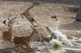 Antílope escapa por um triz de crocodilo em rio na África