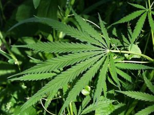 maconha2