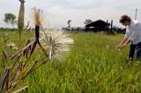 Plantas do Pantanal combatem a dengue