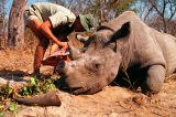 Caça ilegal de rinocerontes bate recorde na África do Sul