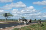 MP aciona município de Paulo Afonso  devido a abandono de animais nas ruas da cidade