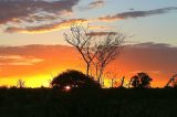 Projeto Trilha Ecológica celebra Dia da Caatinga com doação de mudas e sementes nativas  