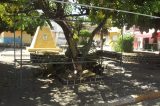 Moradores de Juazeiro com medo da queda de árvores Moradores de Juazeiro com medo da queda de árvores