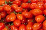 Produtores de tomate de Pernambuco serão isentos de ICMS em 2018