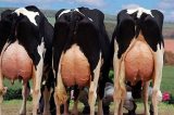Flatulência de vacas provoca explosão na Alemanha