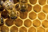Abelhas domesticadas podem estar levando doenças fatais às primas silvestres