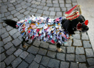 cachorro-carnaval-ii