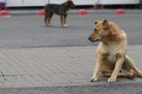 Empresa é contratada para matar cães de rua