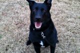 Cão da polícia é demitido por ser considerado preguiçoso