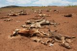 Nordeste brasileiro enfrenta a maior seca de sua história