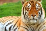 Homem tenta sem sucesso ser devorado por dois tigres