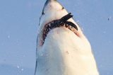 Tubarão perde dente ao morder presa na África do Sul