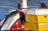 Japão deve interromper a caça das baleias no Oceano Antártico
