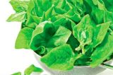 Extrato de espinafre acalma sensação de fome