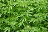 Moção do PT sobre liberação da maconha repercute na Assembléia
