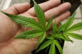 Mulher diz que neto foi hospitalizado após comer pizza com maconha