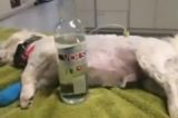 Vodca salva a vida de cão